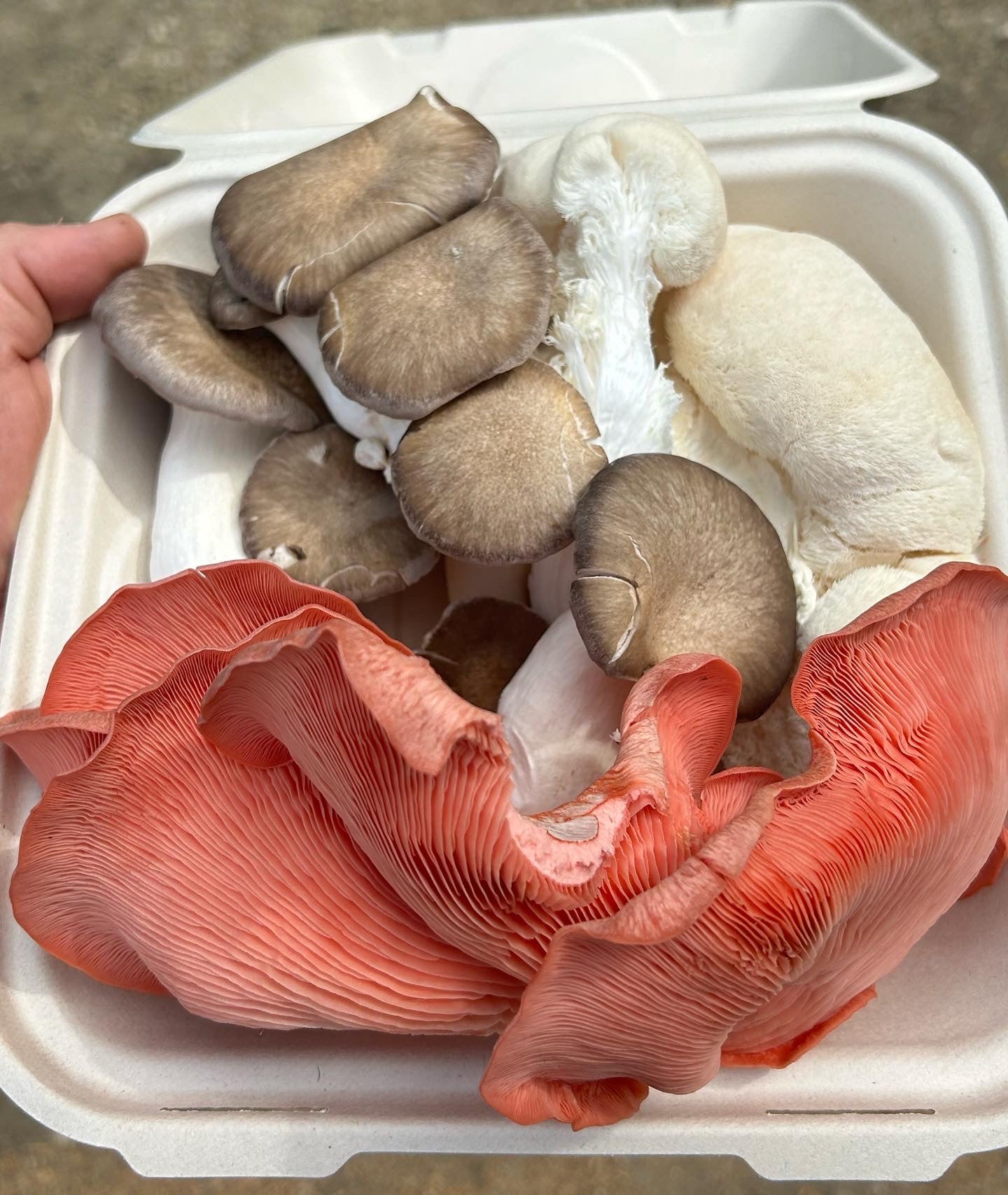 Extra Mushrooms
