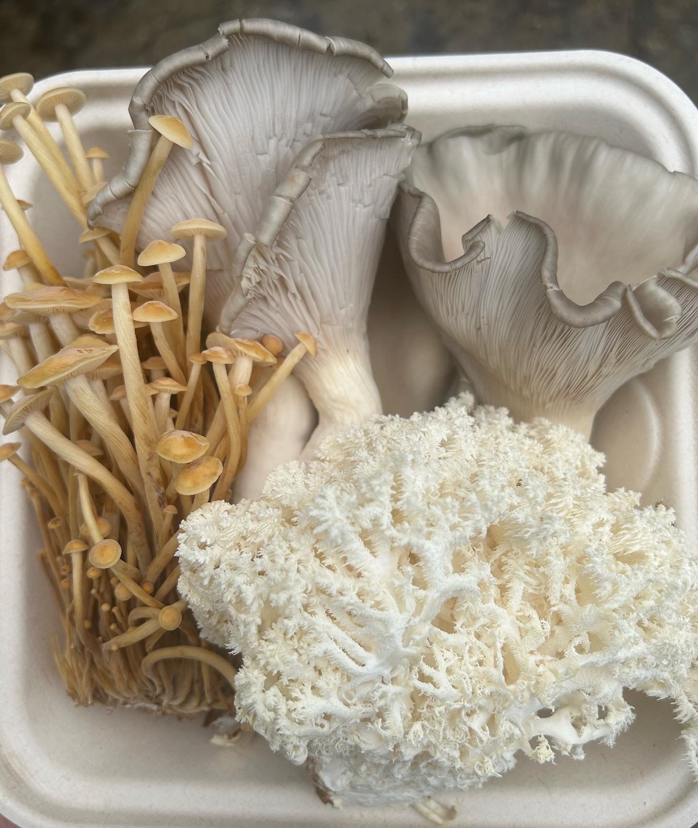 Mushroom CSA (Summer 2026)