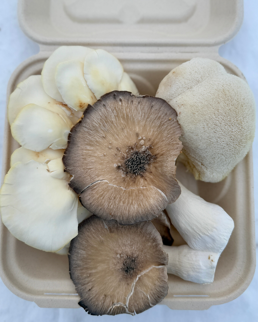 Mushroom CSA (Fall 2026)