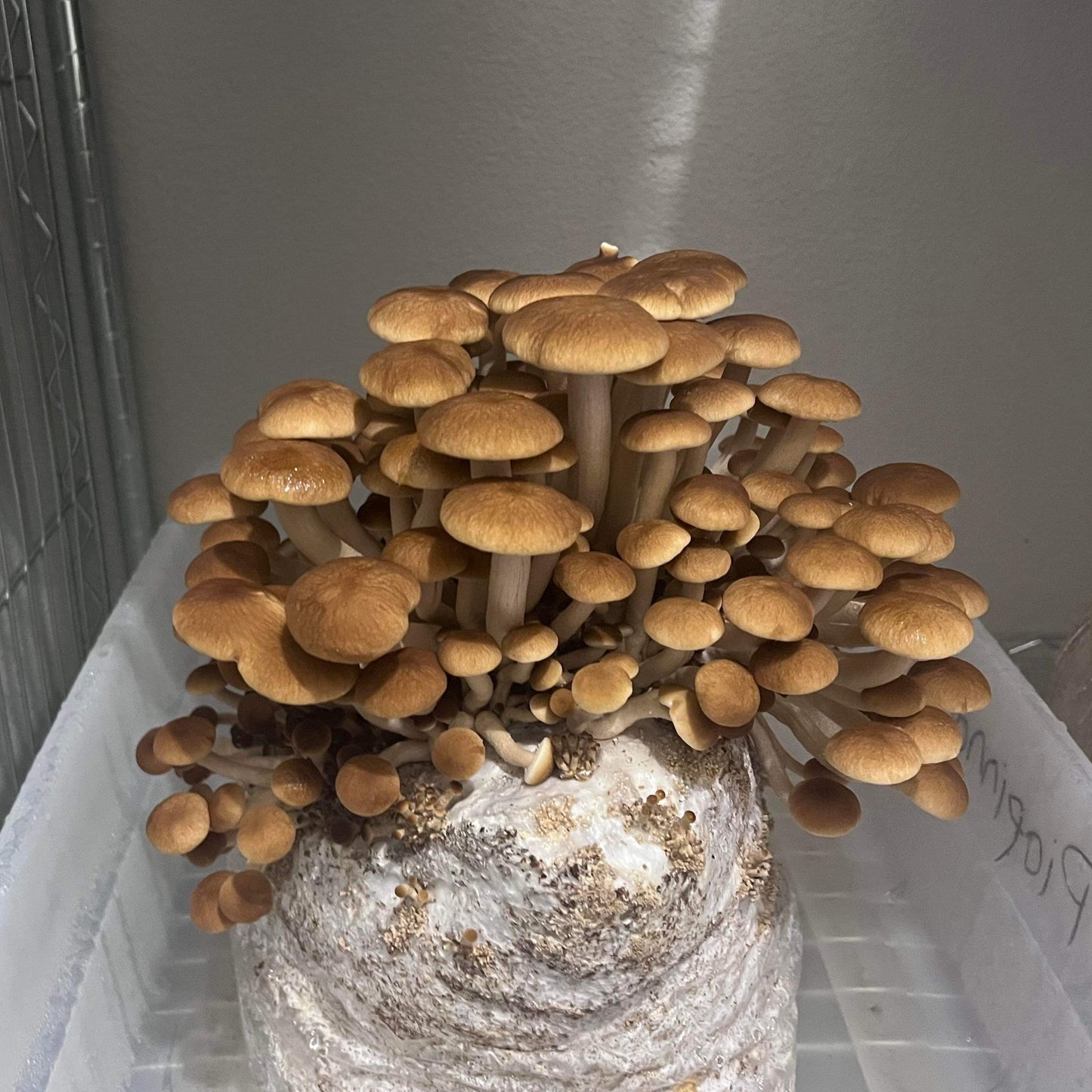 Mushroom Grow Kits