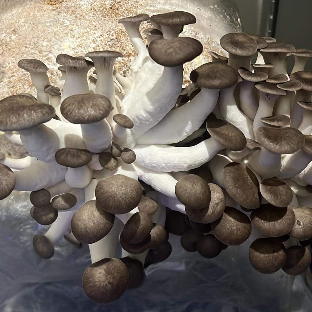 Mushroom Grow Kits