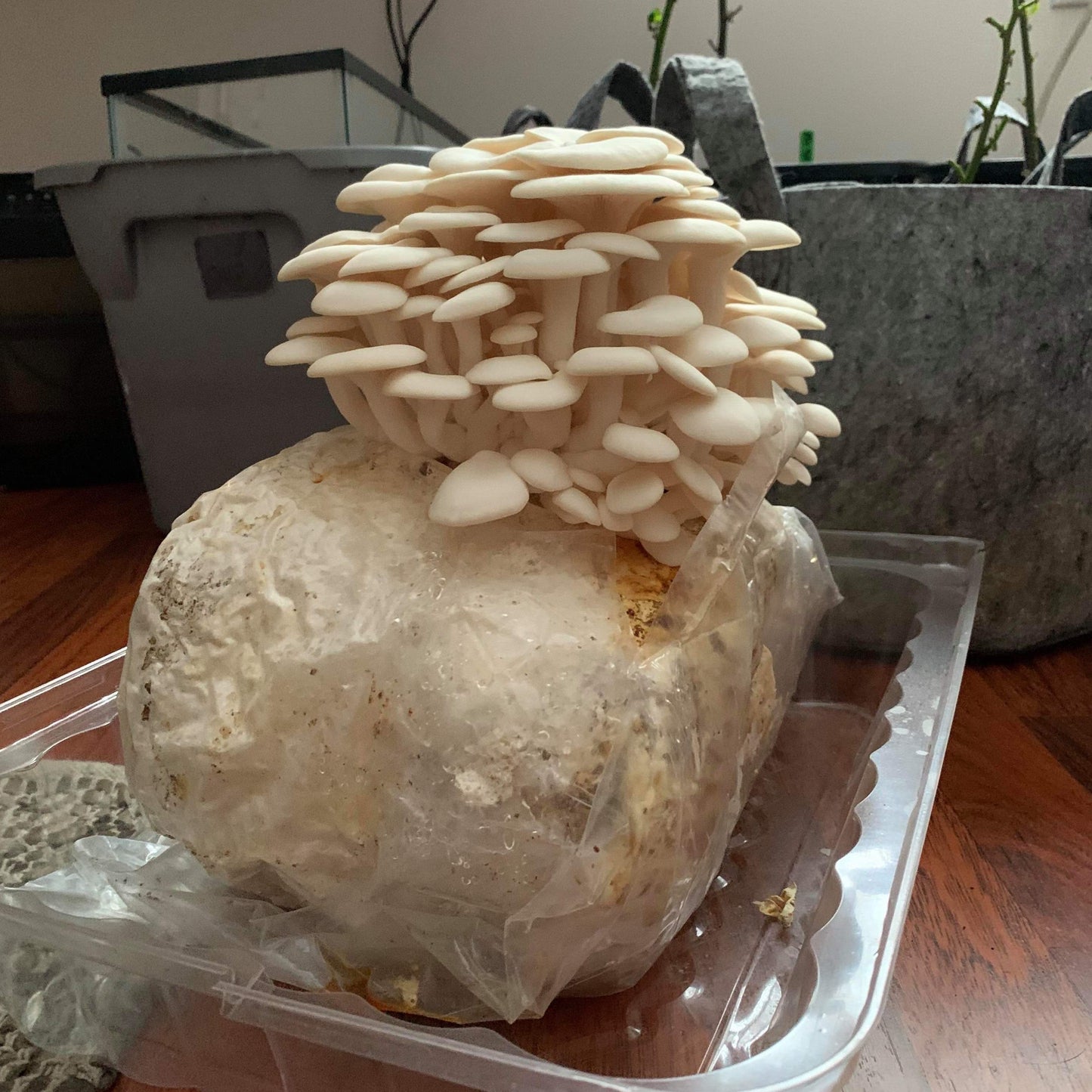 Mushroom Grow Kits